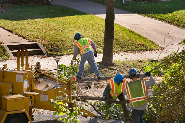 Best Root Management and Removal  in Fuller Heights, FL